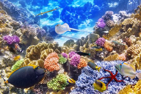 美丽的珊瑚与海洋生物图片