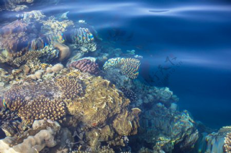 深海里的珊瑚