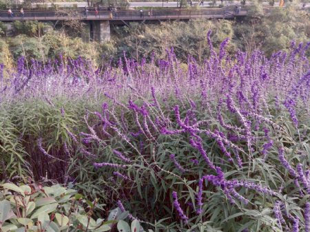 盛开薰衣草花草图片