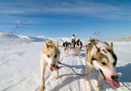 雪橇犬图片