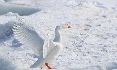 雪地里白天鹅图片