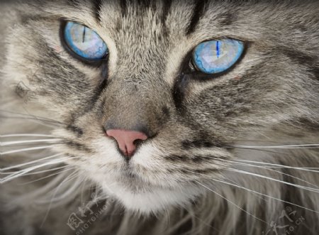 蓝色猫眼睛图片