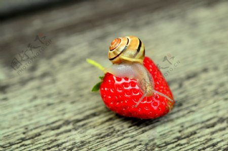 高清草莓上蜗牛图片