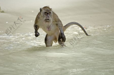 水里的猴子