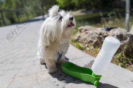 喝水的小狗