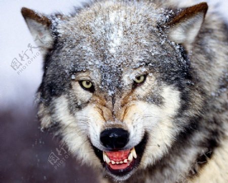 狼图腾凶猛雪原狼
