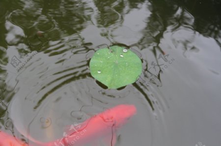 荷塘锦鲤图片