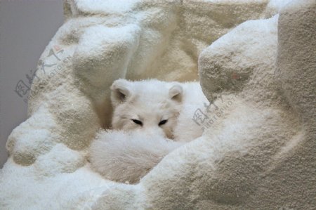 北极狐狸睡觉