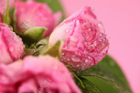 粉色水珠玫瑰花
