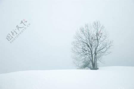 雪地里的树木风景图片