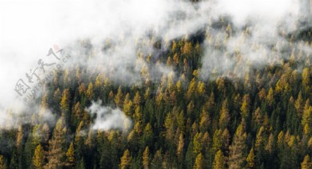 云雾树林风景图片
