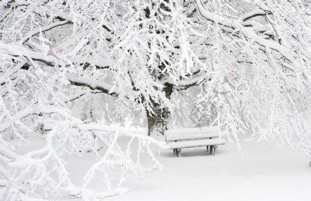 公园冬日雪景图片