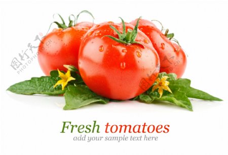 高清新鲜西红柿番茄蔬菜图片下载
