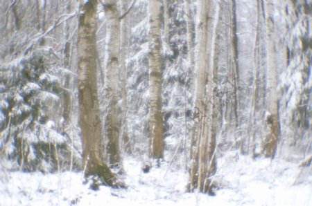 美丽树林雪景