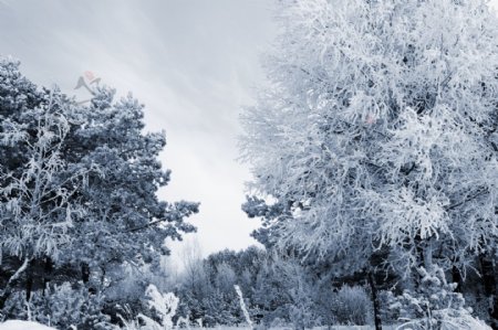 树木雪花美景