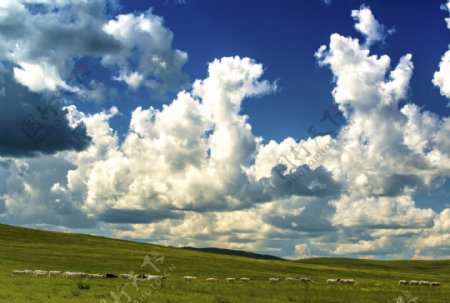 呼伦贝尔的白云和羊群图片
