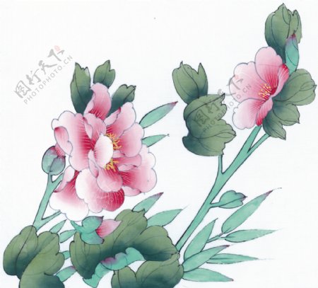 花卉图案中国画