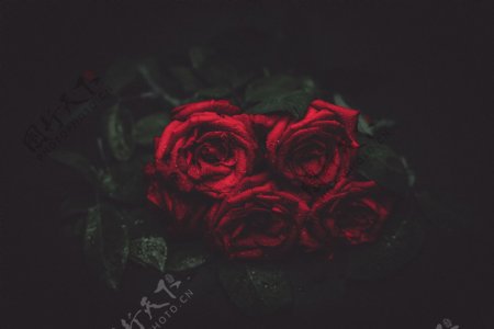 大红色玫瑰花图片