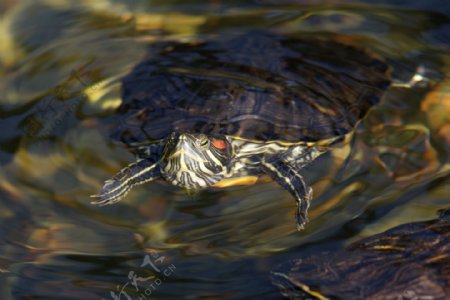 水里的巴西龟高清图片下载