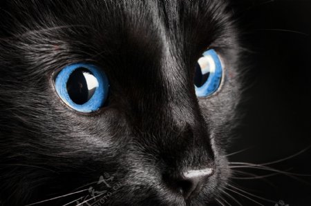 蓝眼睛的黑猫图片