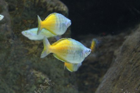 黄色热带观赏鱼图片