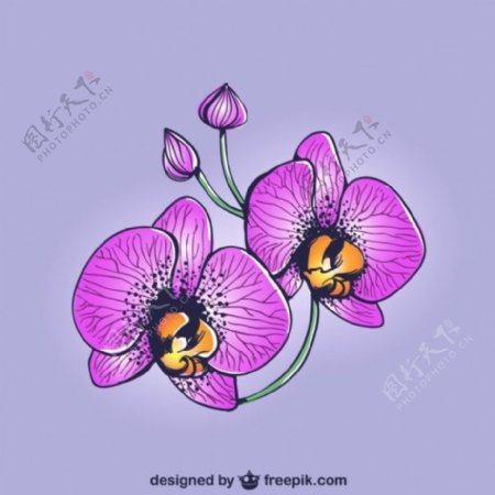 紫色兰花图