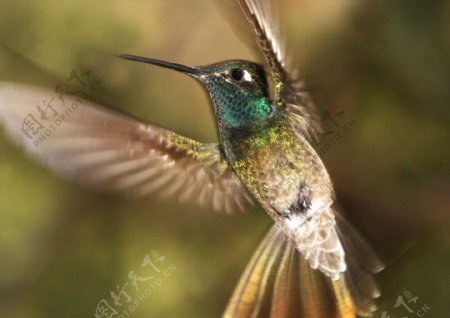 绿喉蜂鸟摄影图片