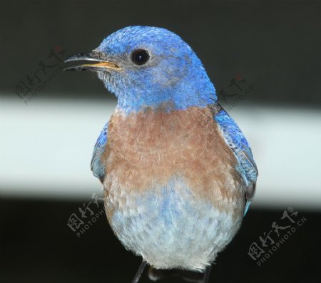 蓝色小鸟高清图片
