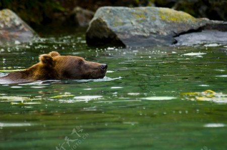 水里的棕熊高清图片
