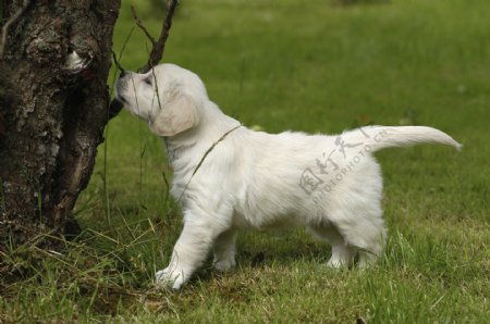 白色宠物狗