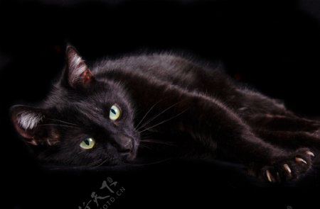 黑色小猫摄影