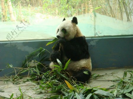 熊猫吃竹图片