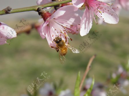 春天桃花蜜蜂花朵写真