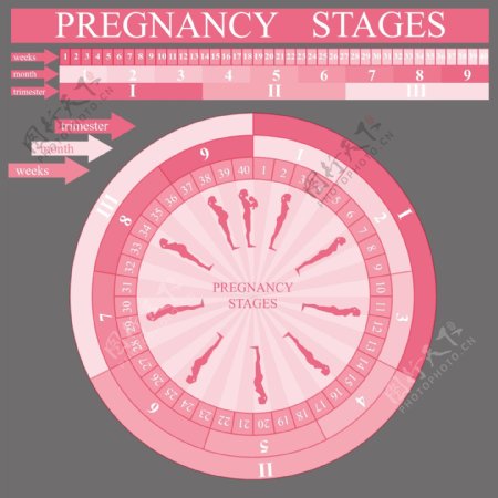 粉色怀孕阶段图表模板矢量素材下载