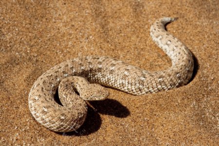 沙地里的毒蛇