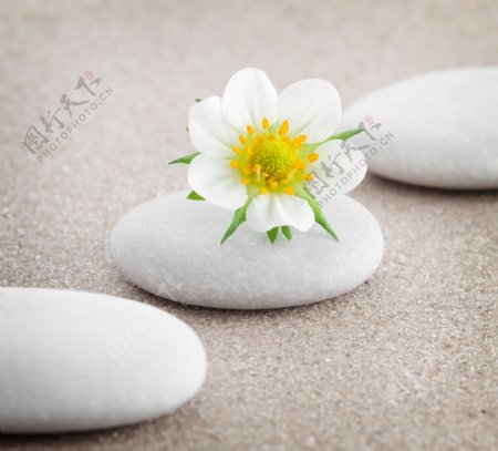 白色石头花朵沙子图片