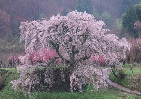 盛开的桃花树