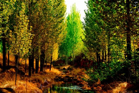 河边杨树林图片