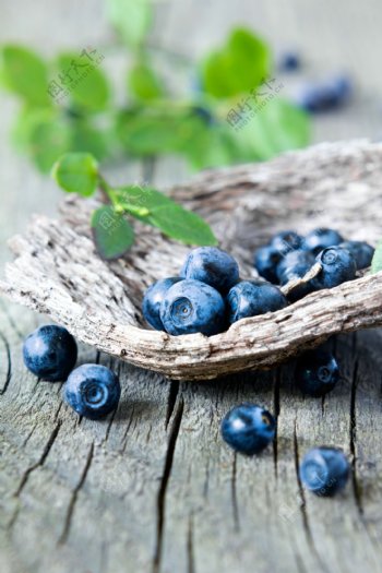 新鲜蓝莓果实