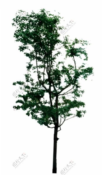 树贴图素材分层PSD180