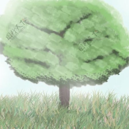 一棵树