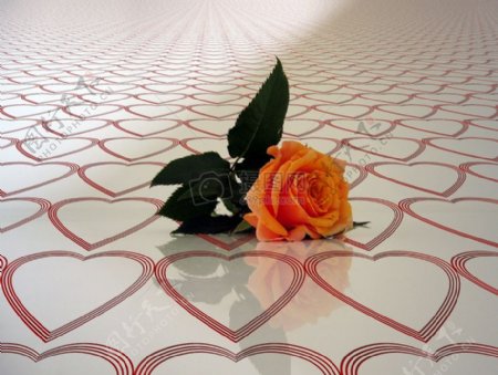 地板上的玫瑰花