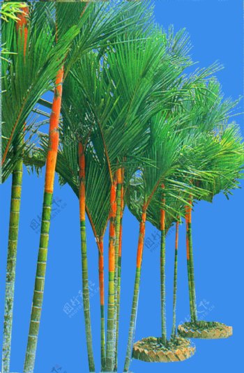 红领椰子植物素材