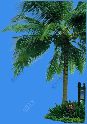 椰子树植物素材