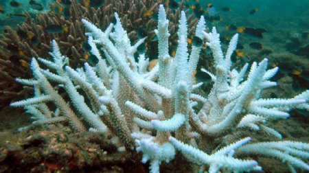 白色海底珊瑚图片