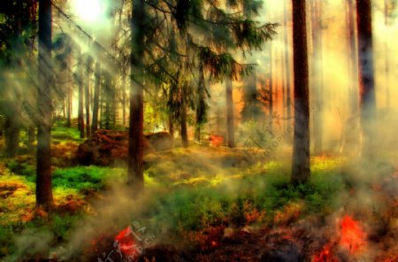 梦幻仙境树林风景图片
