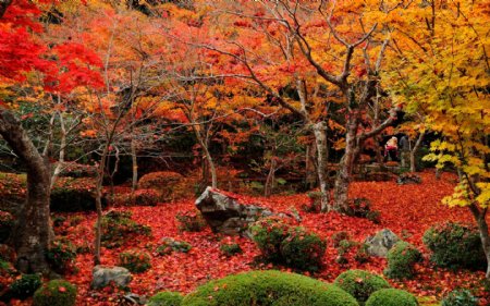 唯美红叶树林风景图片