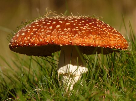 绿草地上的蘑菇