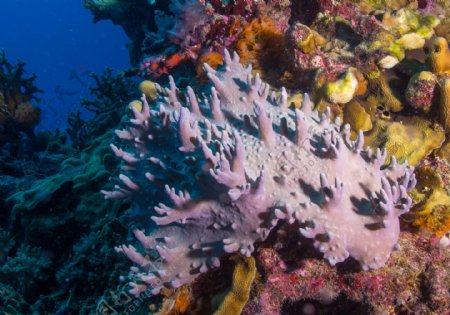 海底珊瑚世界
