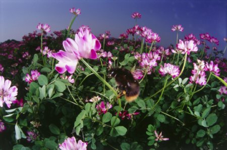 花海里采蜜的蜜蜂